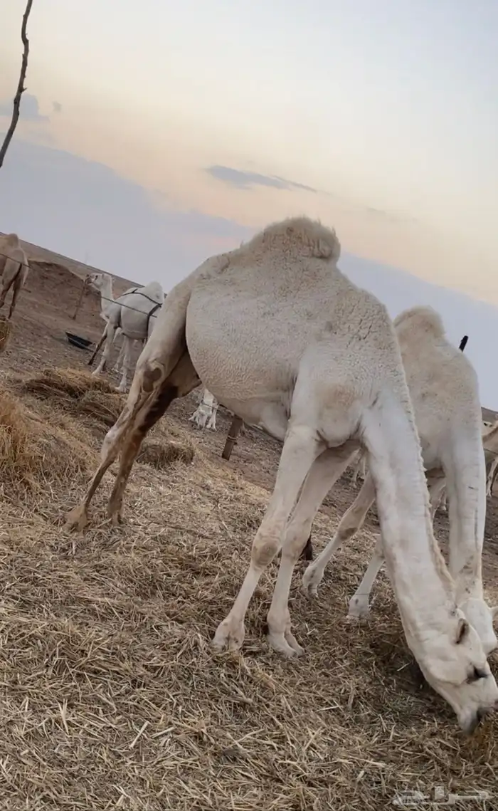 قعدان طيبه 1