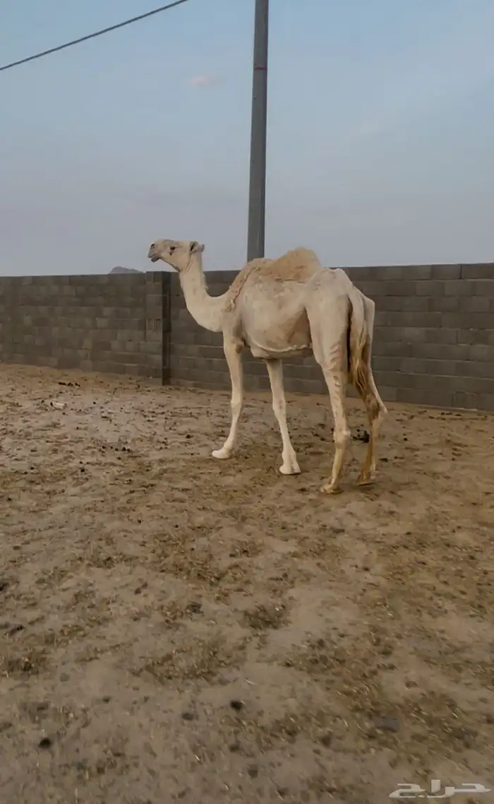عشراء ضروبه مبيوع ولدها 1