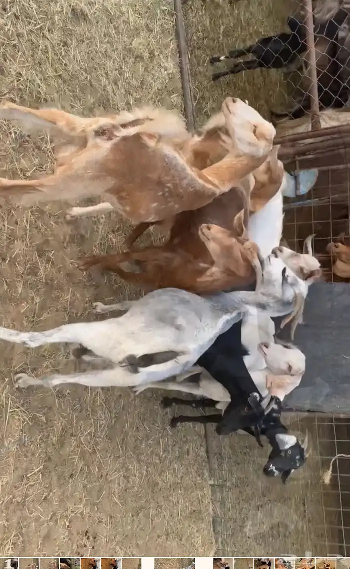 معزا حص 0
