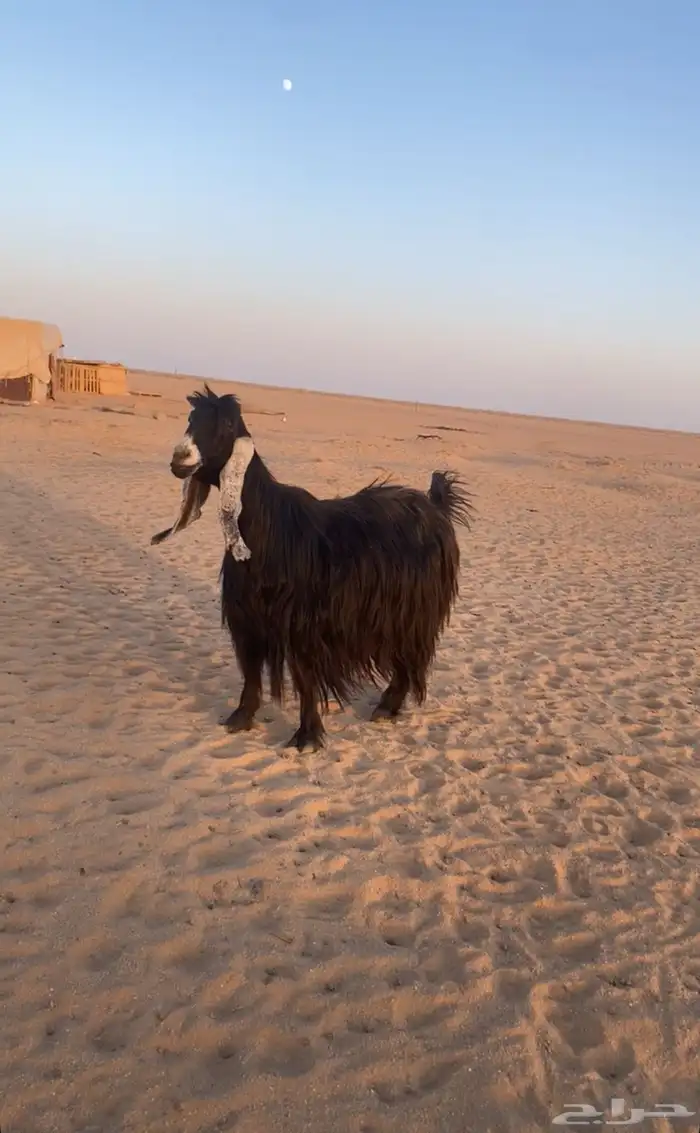 للبيع عنز عارضيه خصم 0