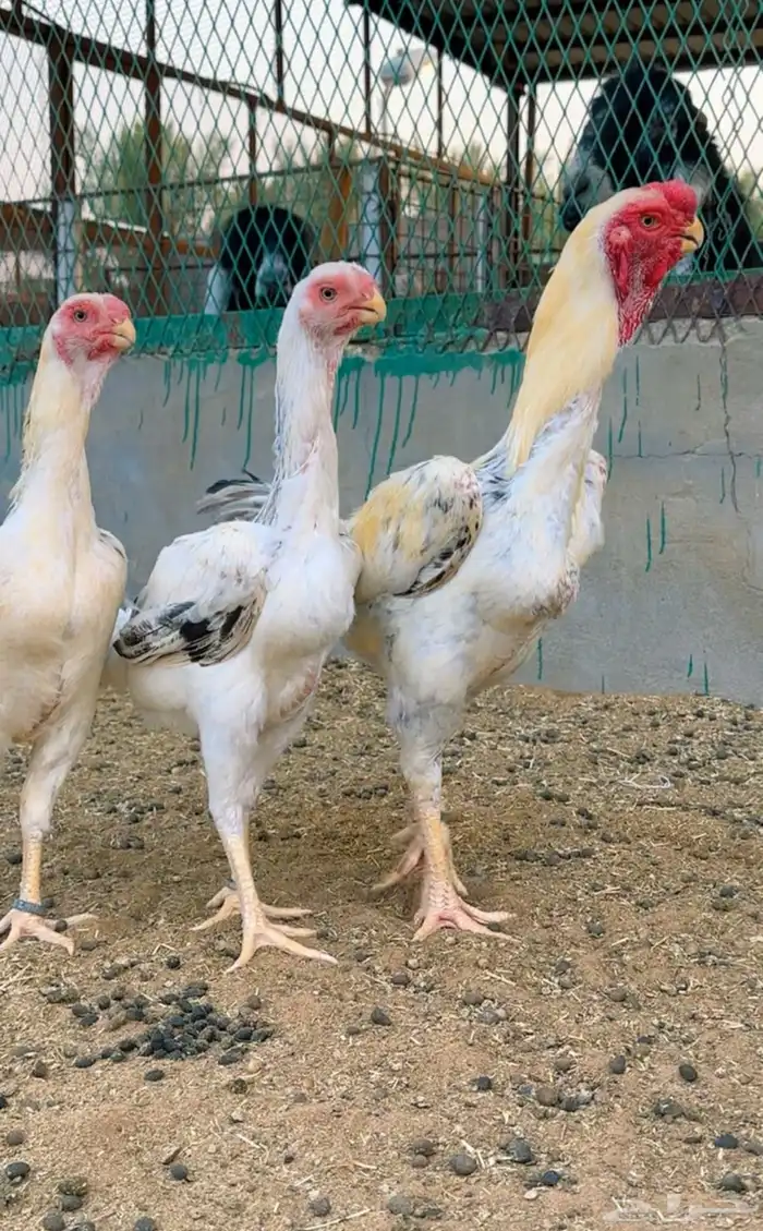 طقم حجازي فاخر 1