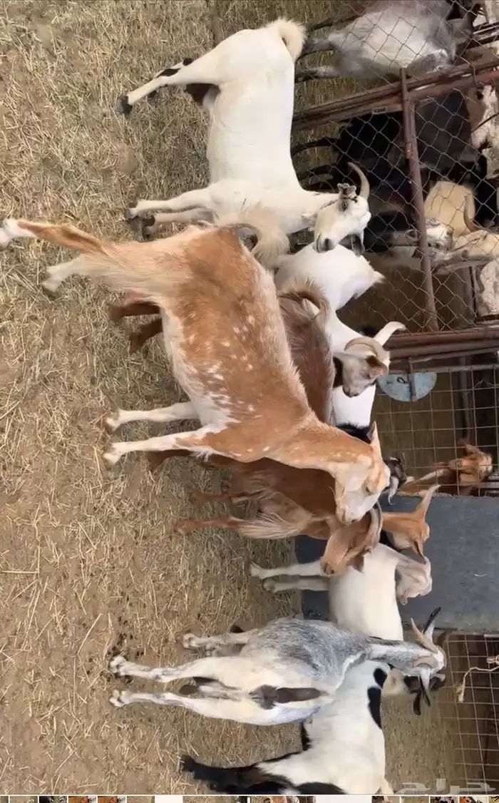معزا حص 2