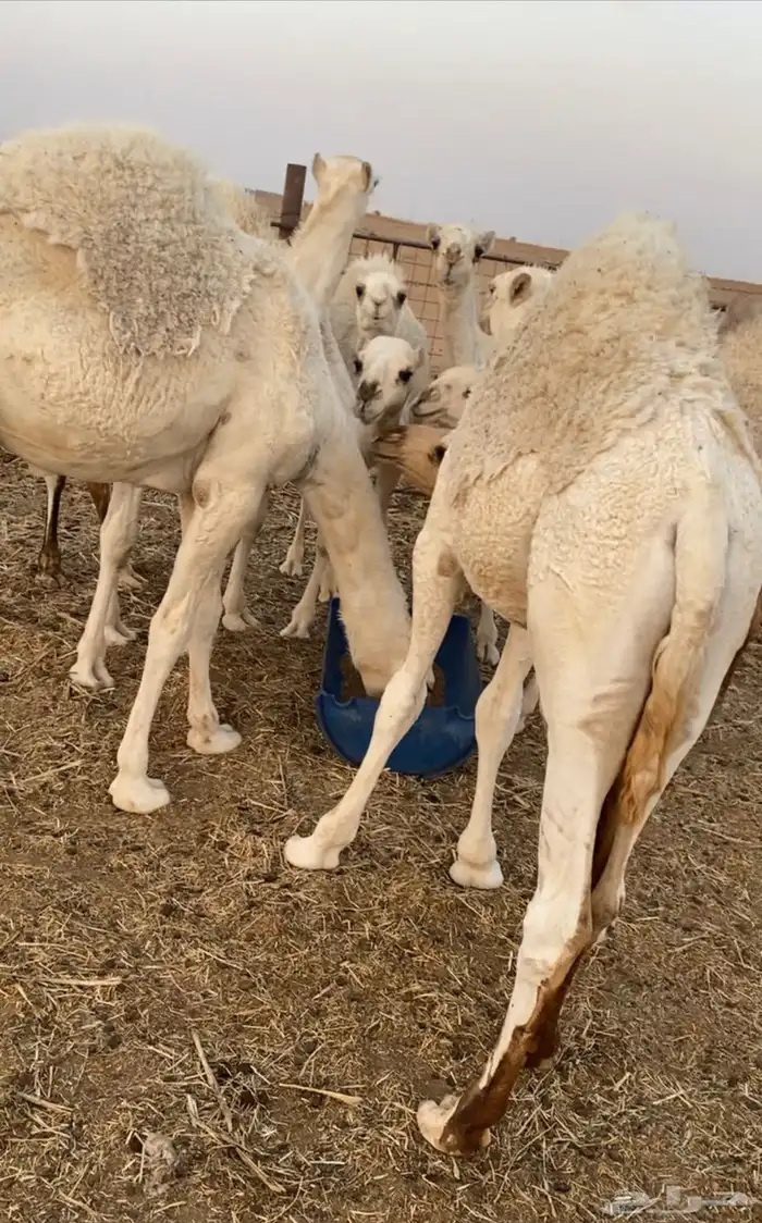 قعدان طيبه 2