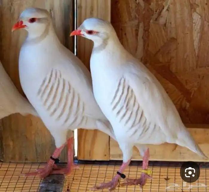 للبيع حجل شنير كريمي 0