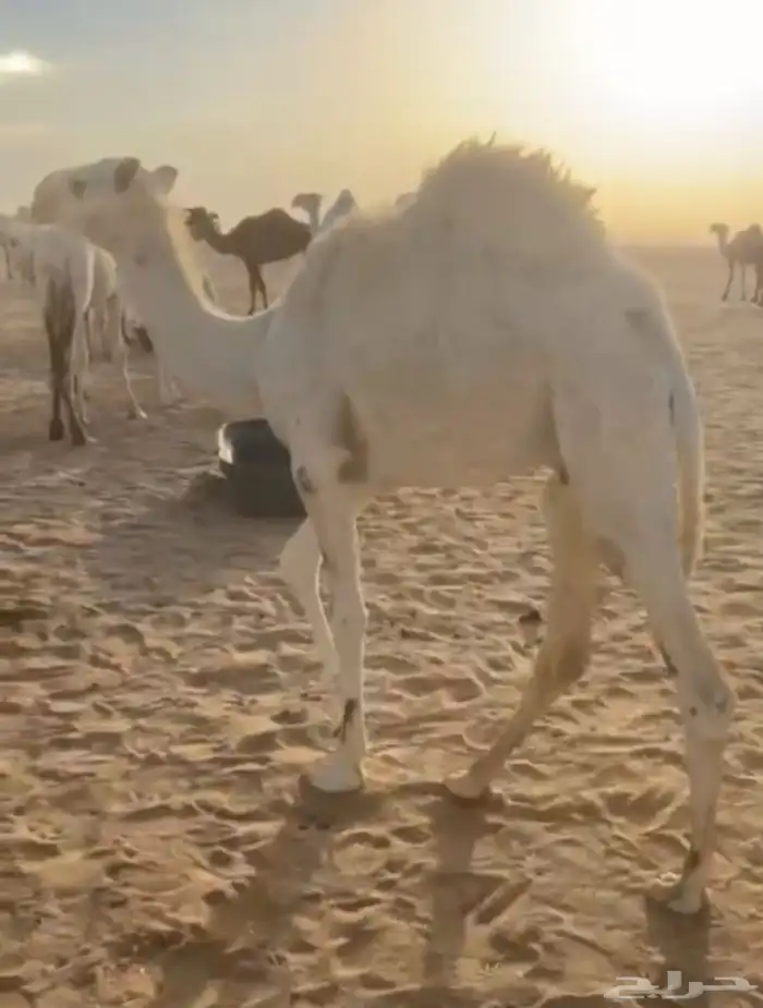 4 قعدان قصب للبيع 2