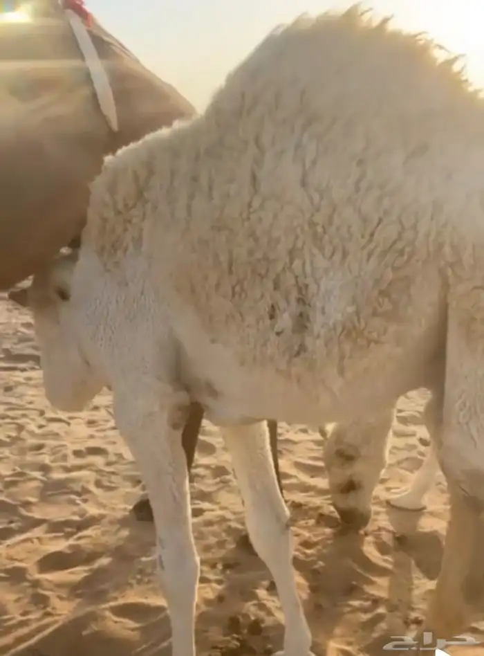 4 قعدان قصب للبيع 1