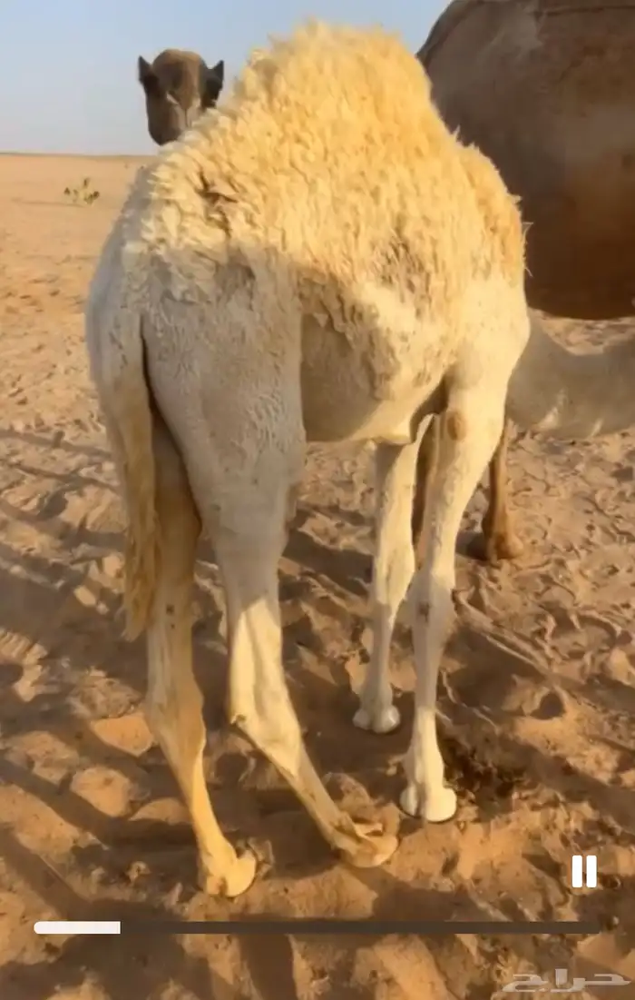 4 قعدان قصب للبيع 0