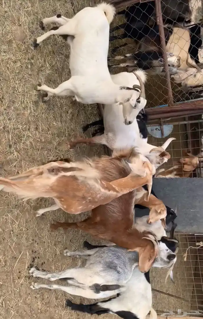 معزا حص 1