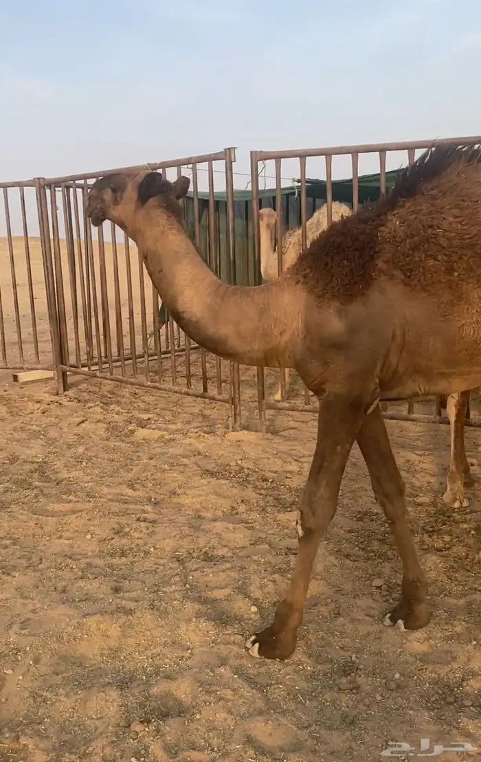قعود كفو 0