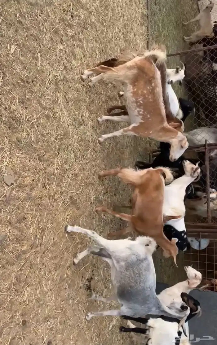 معزا حص 3