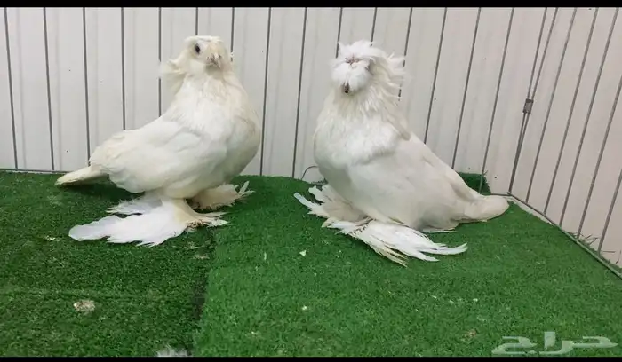حمام بخاره 2