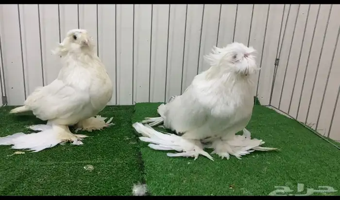 حمام بخاره 0