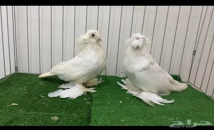 حمام بخاره 1