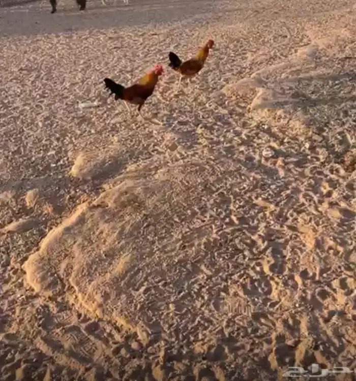 للبيع اربع ديوك ويوجد فيديو لهم ديوك طيبها الحد الواحد ب30 0