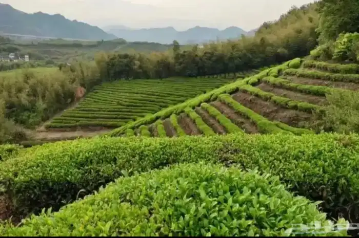 ماتشا جمله ماتشا كوفي 11