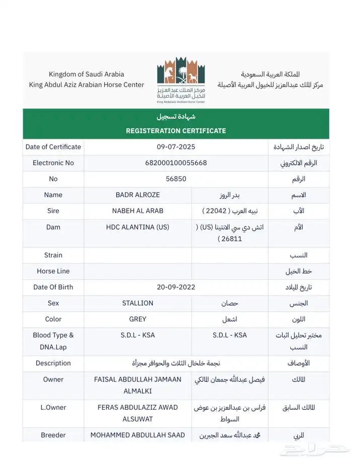 حصان واهو للبيع 3