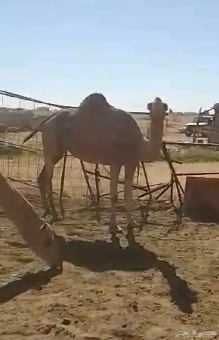 بنت الهاجس سابق بيدها 2