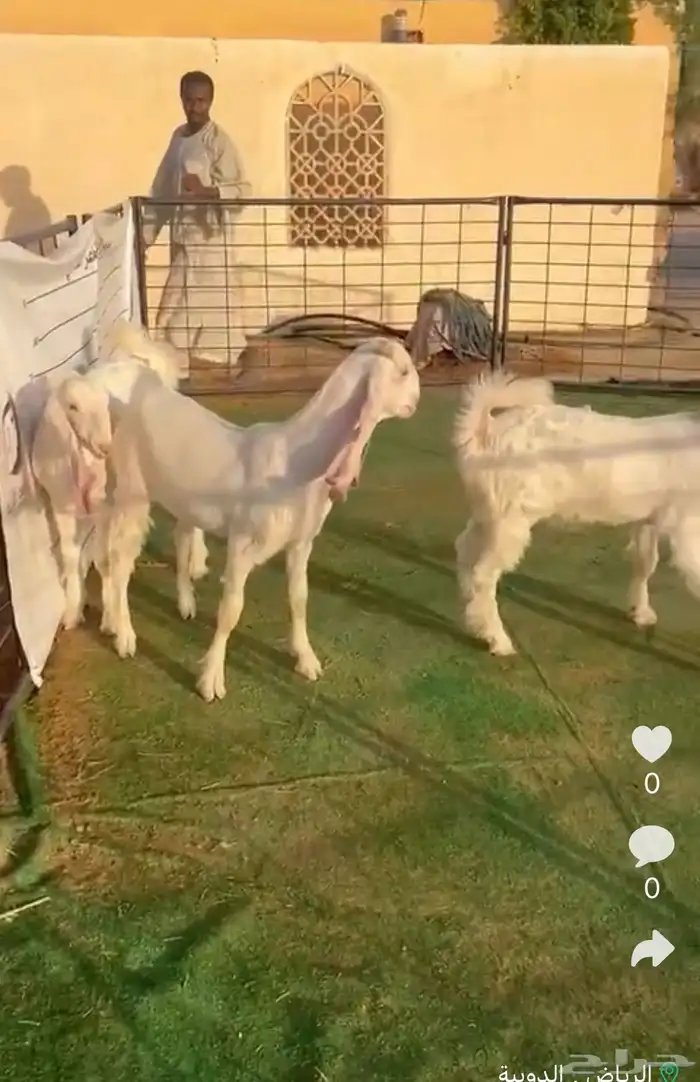 جفار مشاريك 1