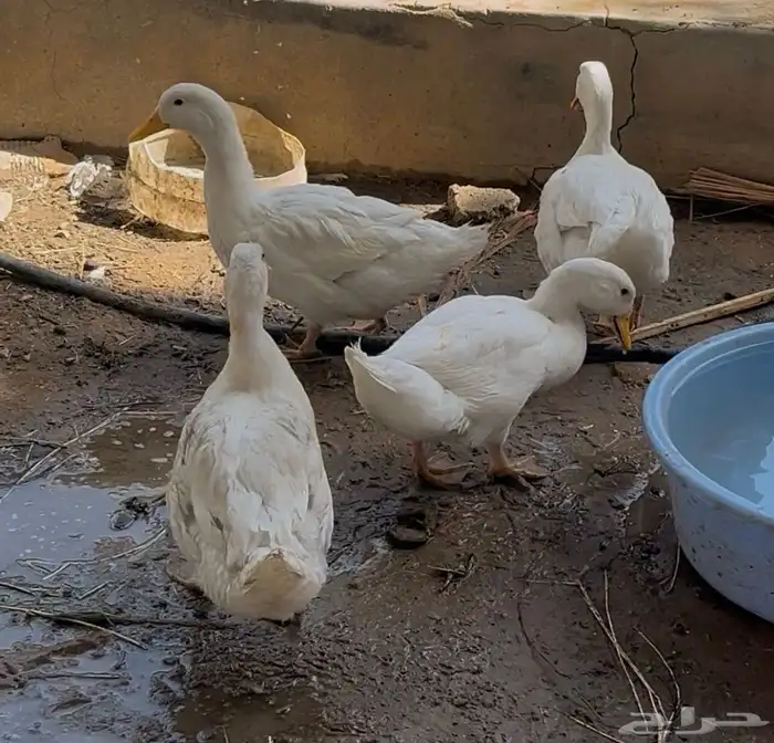 بط بكيني 0