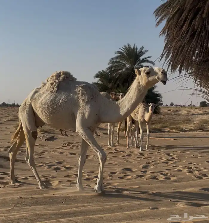نياق ضرايب للبيع 1