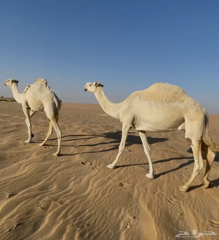 نياق ضرايب للبيع 0