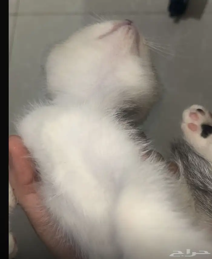 قطط سكوتش ستريت اجود الأنواع وألطفهم 3