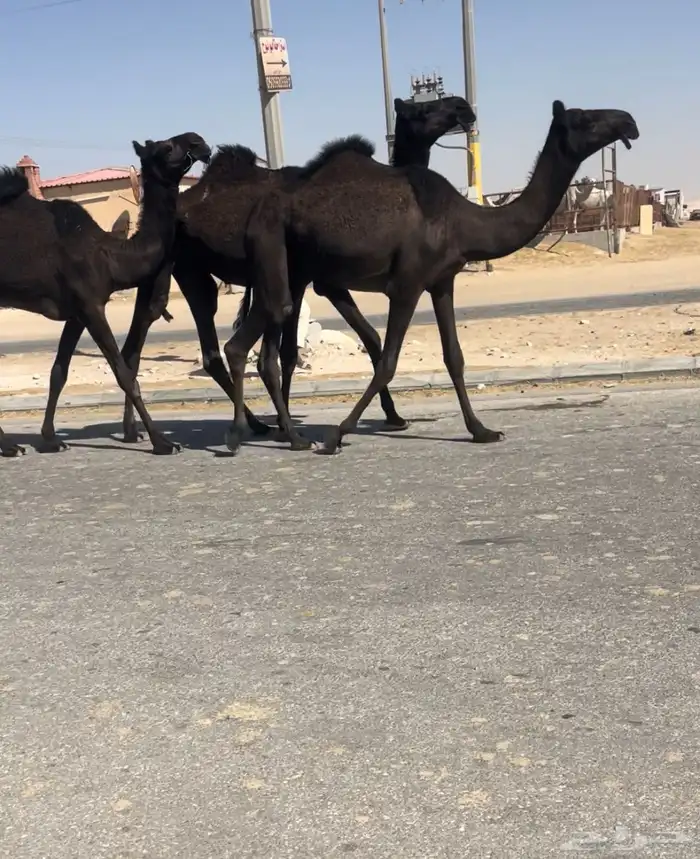 ثلاث بكار مفاريد كفو 0
