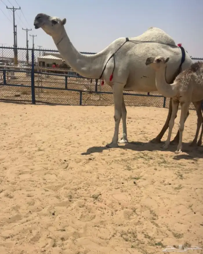 عشراء مع ولدها سليمه من جميع اي عذروب 0