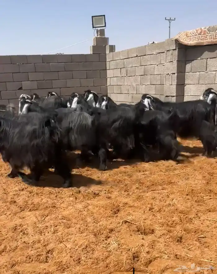 معزاء عوارض مراح واحد صنف خصممم 3