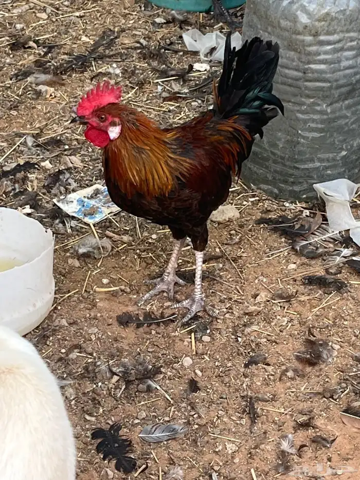 ديوك ذبح او تربية 3