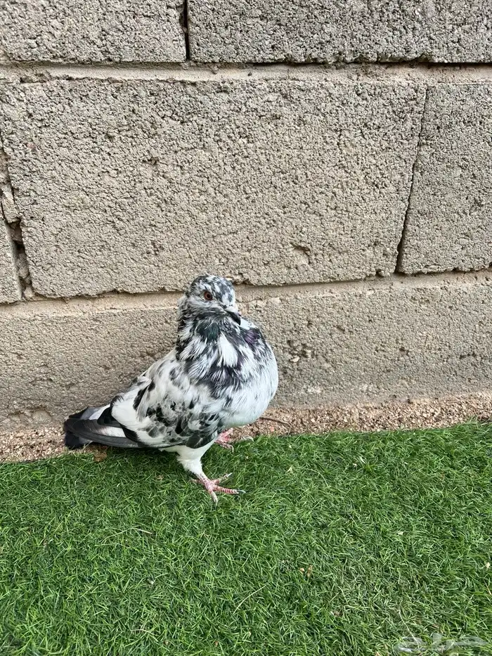 نفاخ اسباني زوج وذكرين وواحد غير معروف 0