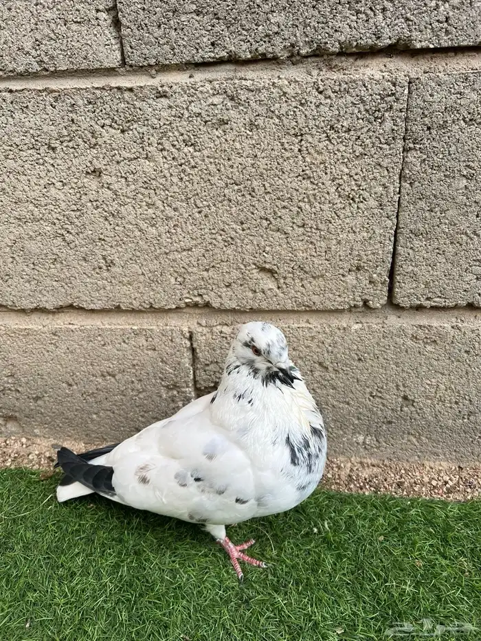 نفاخ اسباني زوج وذكرين وواحد غير معروف 1