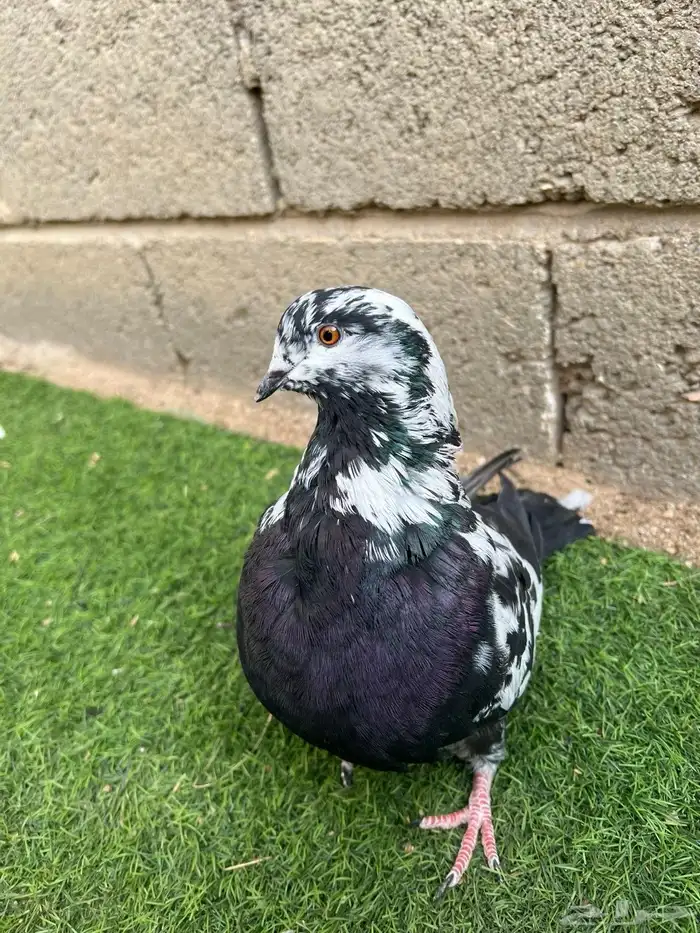 نفاخ اسباني زوج وذكرين وواحد غير معروف 2