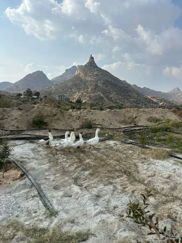 وز للبيع 0
