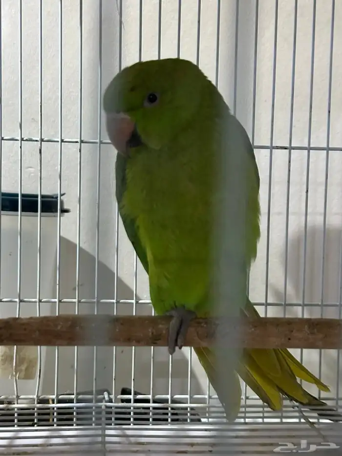 ببغاء الدر الخضراء 1
