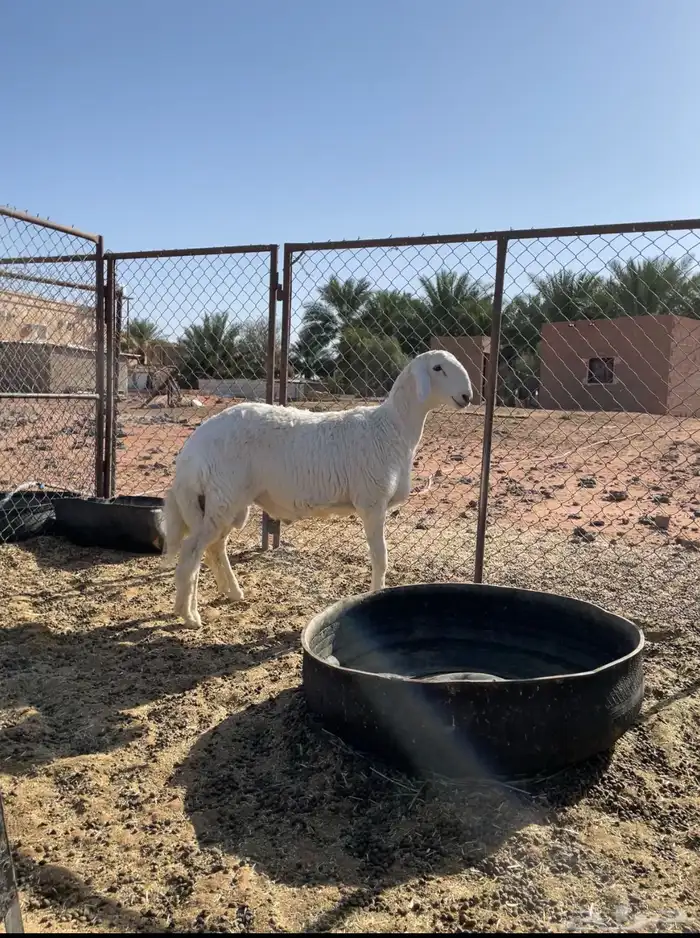 خروف صنف حري 1