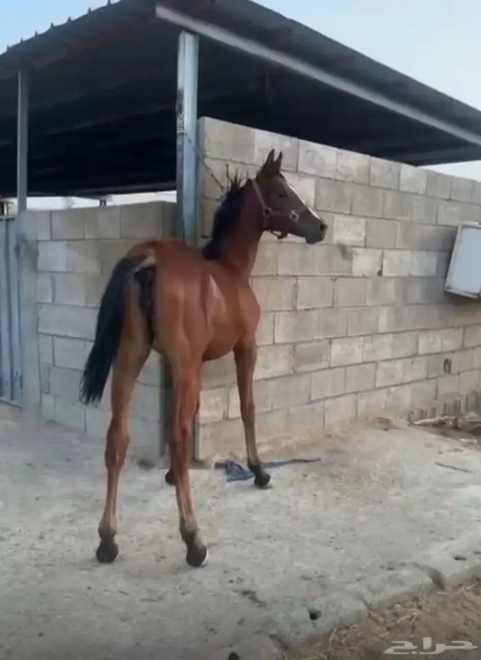مهره فاخره 0