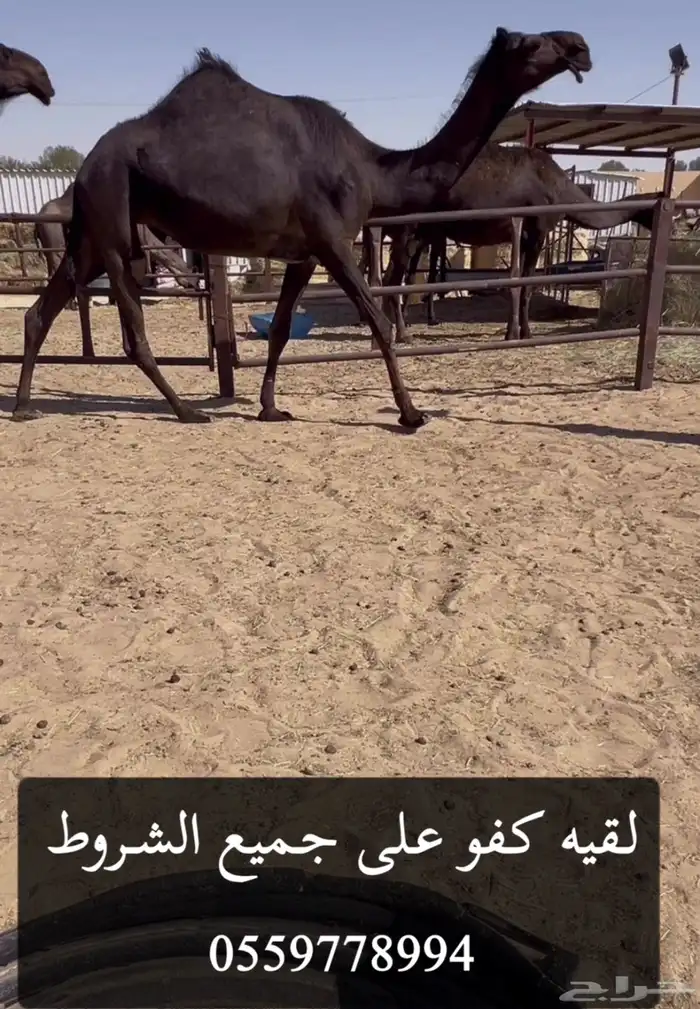 للبيع عجوم زيان 1