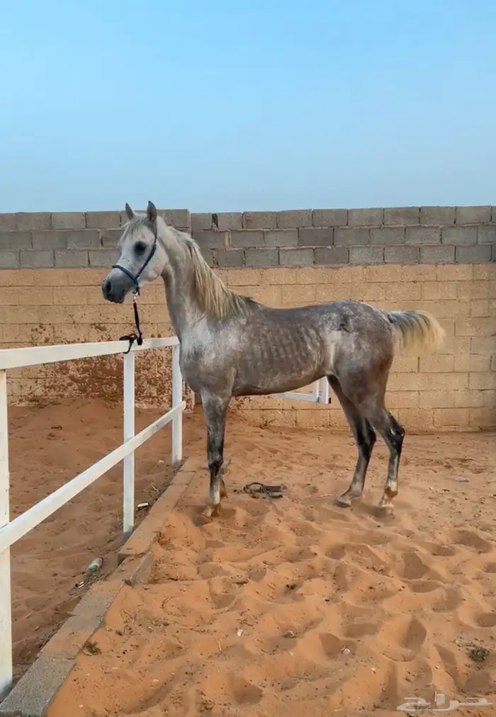 حصان واهو و البيع شعبي 6