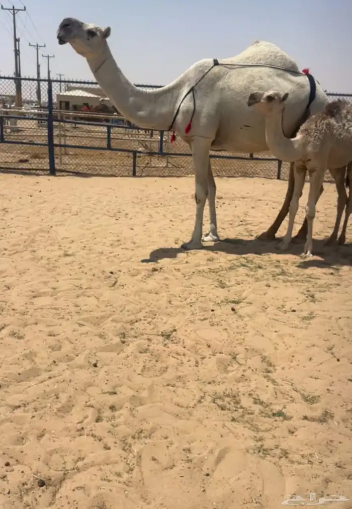 عشراء مع ولدها سليمه من جميع اي عذروب 1
