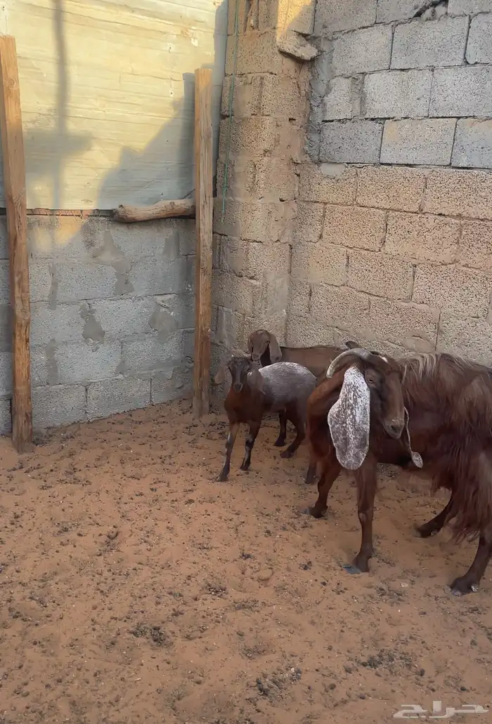 عنز متبع 0