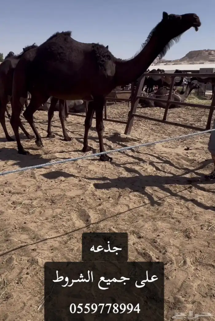 للبيع عجوم زيان 0