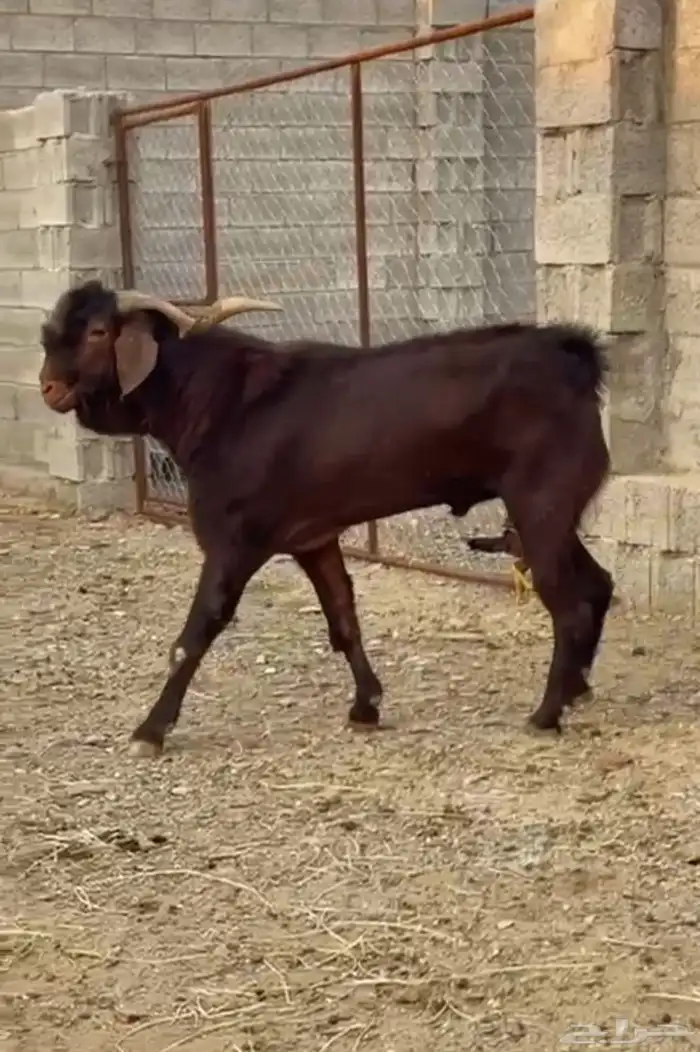 فحل ادهم مطور كفو وحااار 0