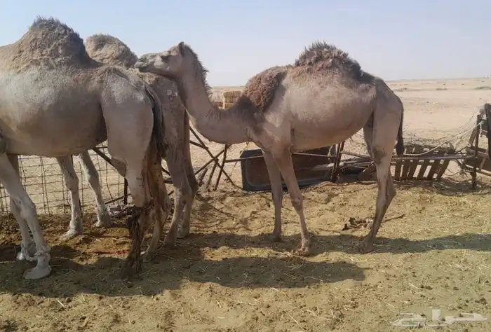 سلالة الجذاب 6