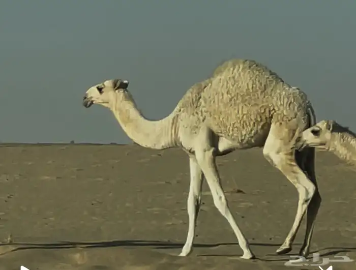 حوارة فرديه 2