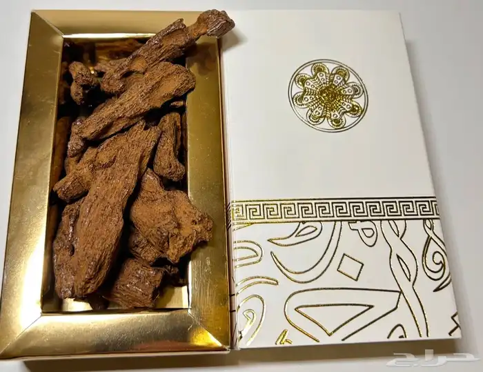 عرض مجنون بمناسبة يوم المعلم  على العود الاندونيسي 2