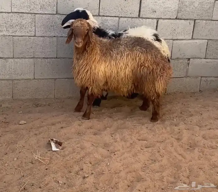 خرفان نعيم طيبات فل 0