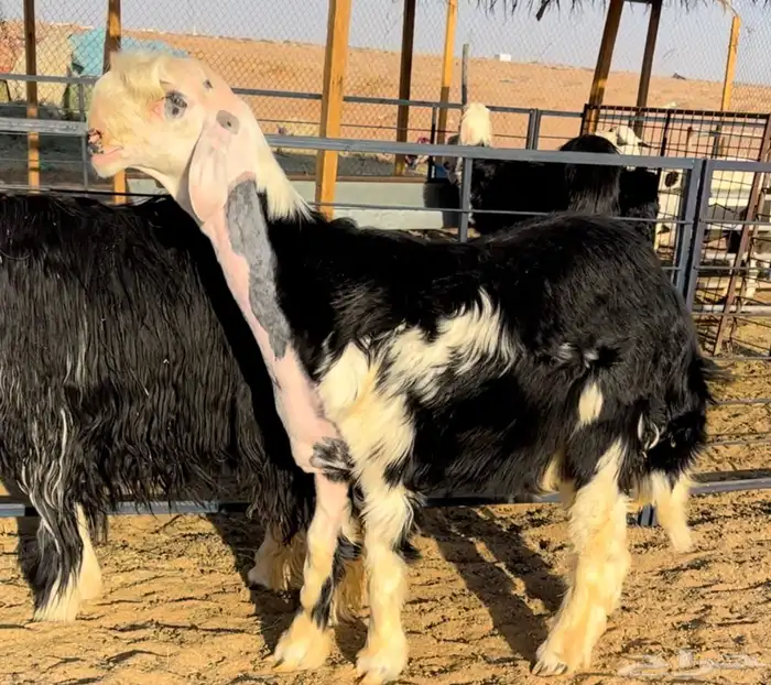 طلي نجدي خصم مشروع فحل 2