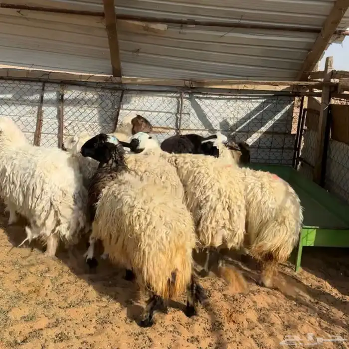 نعيم ثنوات ونجدي ( تم البيع ) 0