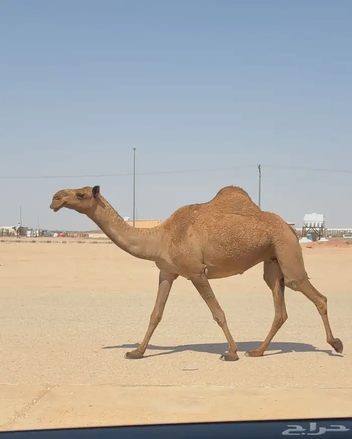 ضريبه 0